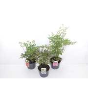 Astilbe mix