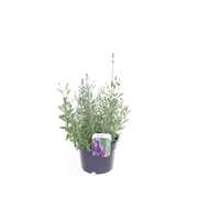 Lavandula ang. Lavance Purple