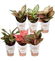 Aglaonema Star Collection