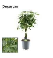 Schefflera Compacta (Nora) gevlochten stam (Decoru