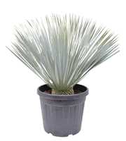 Yucca rostrata P40