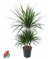 Dracaena Marginata 45-carrousel