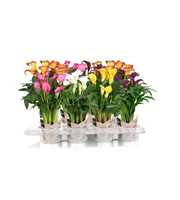 Zantedeschia gemengd SoHappyCalla mix met bruine g
