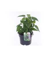 Salvia hybr. amistad