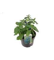 Salvia patens Patio Dark Blue