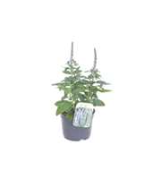 Veronica spicata Inspire Blue