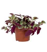 Tradescantia zebrina 'Violet Hill'