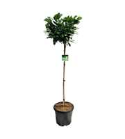Prunus laur. 'Etna'