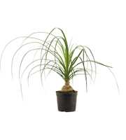 Beaucarnea bol 12 cm (1 kop)