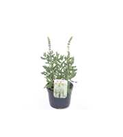 Salvia nemorosa Sensation White