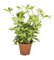 Schefflera Charlotte Vertakt