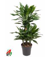 Dracaena Janet Lind 45-carrousel