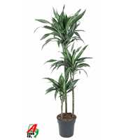 Dracaena Ulises 90-60-30