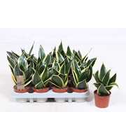 Sansevieria Golden Hahnii Black