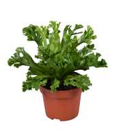 Asplenium Lesly