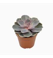 Echeveria pearl van neurenberg 8,5 cm