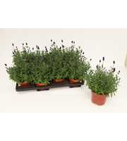 Lavandula Ang. Blue