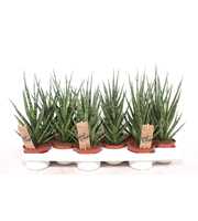 Sansevieria Torch