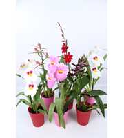 Orchideeën mix 1 tak met rode en roze kunstof pot