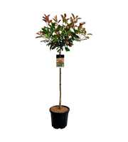 Photinia fraseri 'Red Robin'