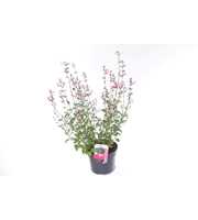 Salvia microphylla Pink Lips jeremy