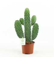 Opuntia rubescens Consolea