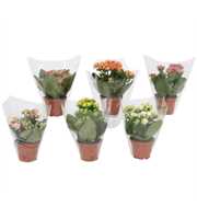 Kalanchoe Perfecta Mix 7cm - Blanco Hoes