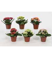 Kalanchoe Perfecta Mix 7cm - Zonder Hoes