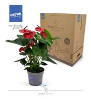 Anthurium - KARMA Dark Red | 17cm | PLASTIC FREE