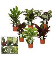 Calathea 12cm gemengd