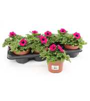 Petunia Purple