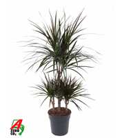 Dracaena Magenta 45-carrousel