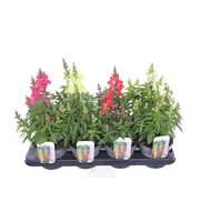 Antirrhinum majus mix