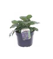 Salvia Mystic Spires Blue