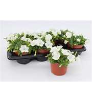 Petunia White