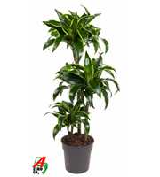 Dracaena Dorado 60-30-15