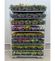 Perkplanten Mixkar 13 cm
