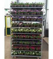 Petunia Mix Trolley
