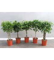 Ficus Mixkar