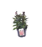 Lobelia Fan Scarlet