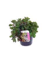 Sedum spurium Purple winter