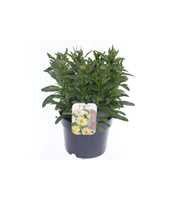 Leucanthemum Banana Cream