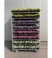 Calibrachoa Rosies Mix Trolley