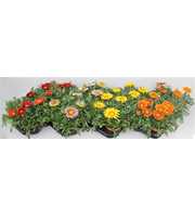 Gazania Big Kiss Mix Layer