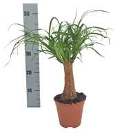 Beaucarnea 14 cm k