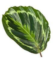 Calathea 14cm Medaillon