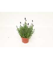 Lavandula Ang. Blue