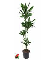 Dracaena Janet Lind 120-90-60-30