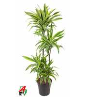 Dracaena Lemon Lime 90-60-30-15