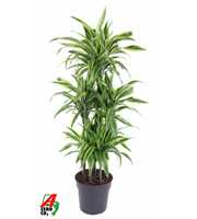 Dracaena Lemon Lime 90-carrousel